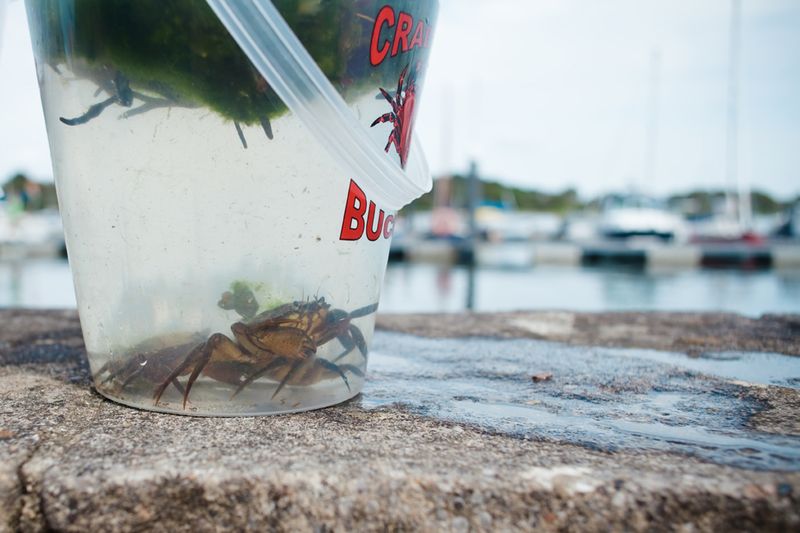Crabbingcatchweb Crabbingcatchweb