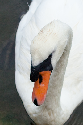 Swanweb Swanweb