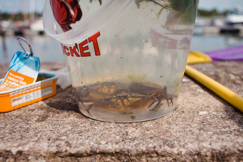 Crabbucketweb Crabbucketweb