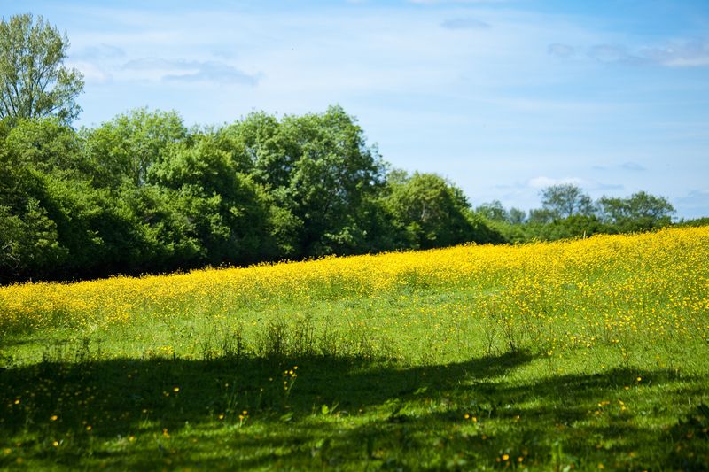 Buttercupsweb Buttercupsweb
