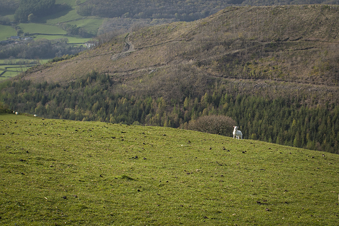 Lambweb Lambweb