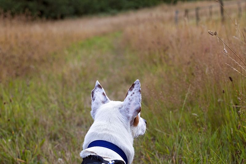 Walkiesweb Walkiesweb