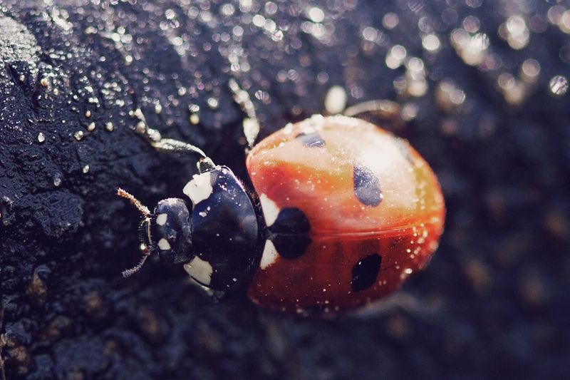 Ladybird Ladybird