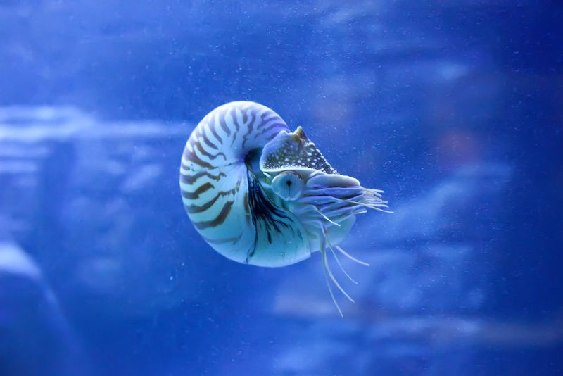 Shellfishweb Shellfishweb