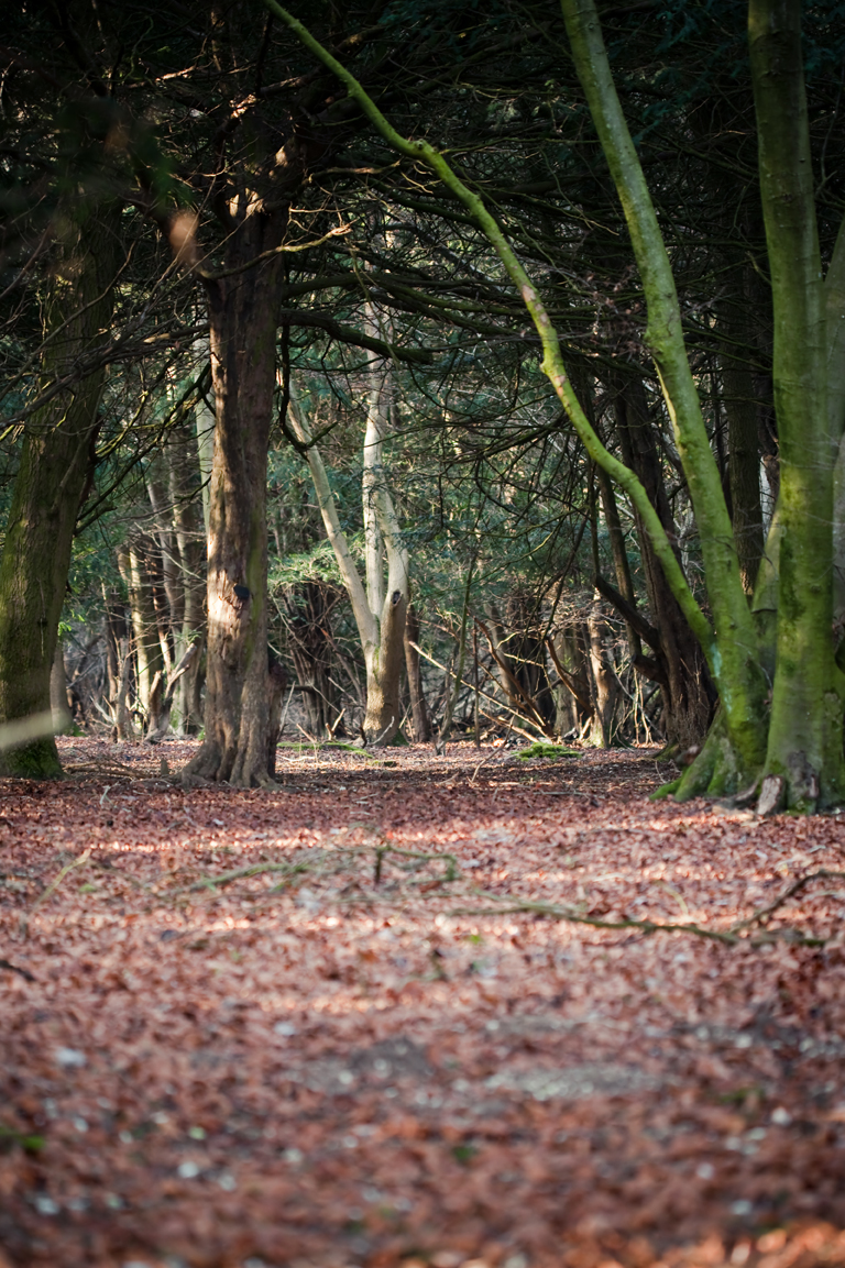 Woodland pathweb Woodland pathweb