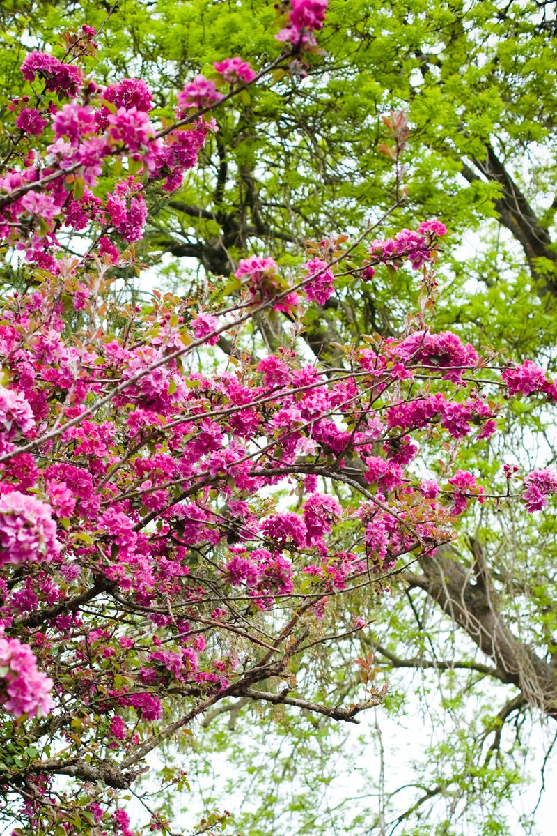 Very pinkblossomweb Very pinkblossomweb