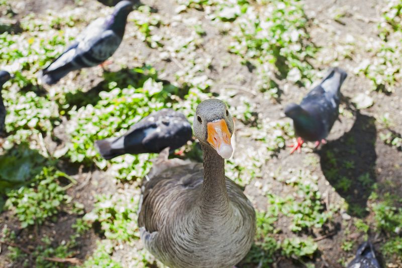 Goosecookieweb Goosecookieweb