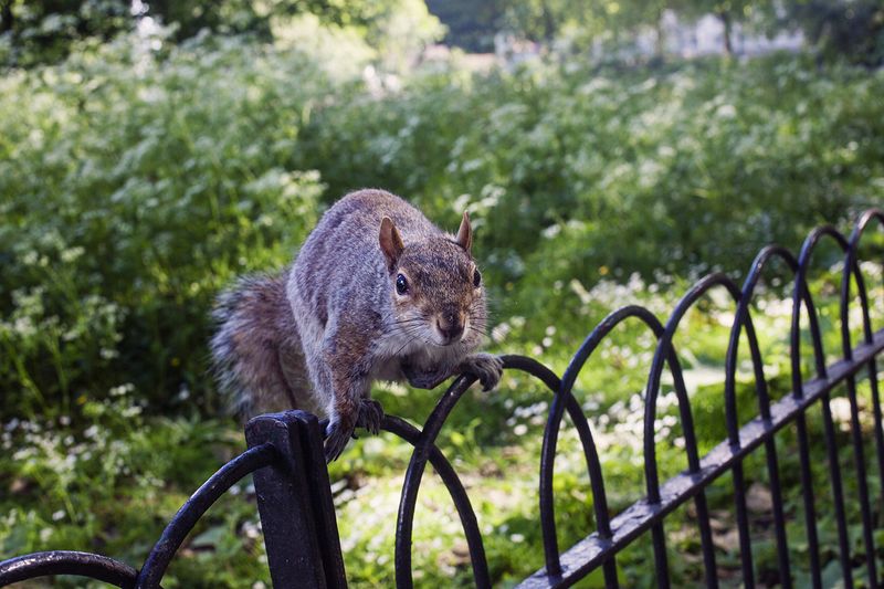 Squirrel1web Squirrel1web