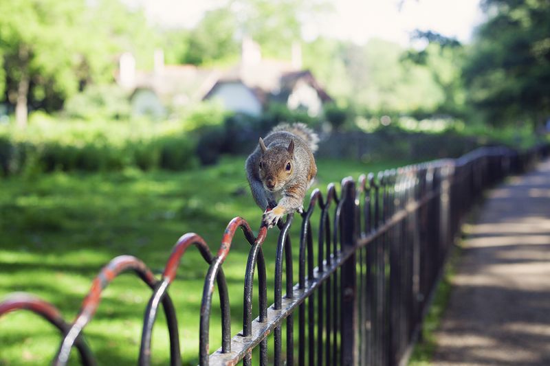 Squirrel2web Squirrel2web
