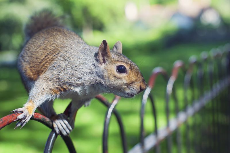 Squirrel3web Squirrel3web