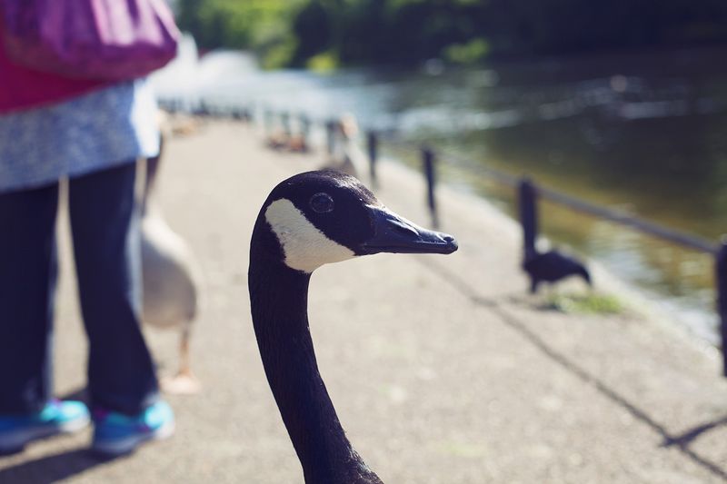 Gooseheadweb Gooseheadweb