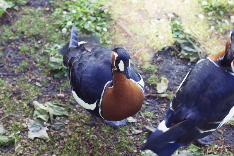 Noisyduckweb Noisyduckweb