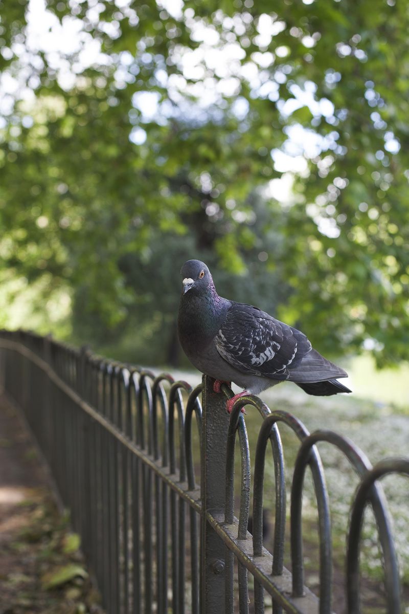 Pigeonweb Pigeonweb