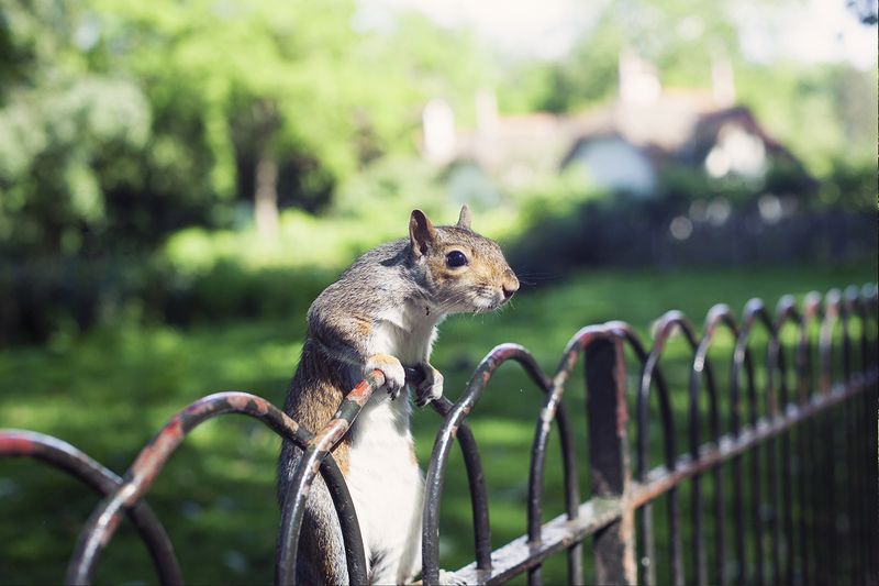 Squirrel4web Squirrel4web