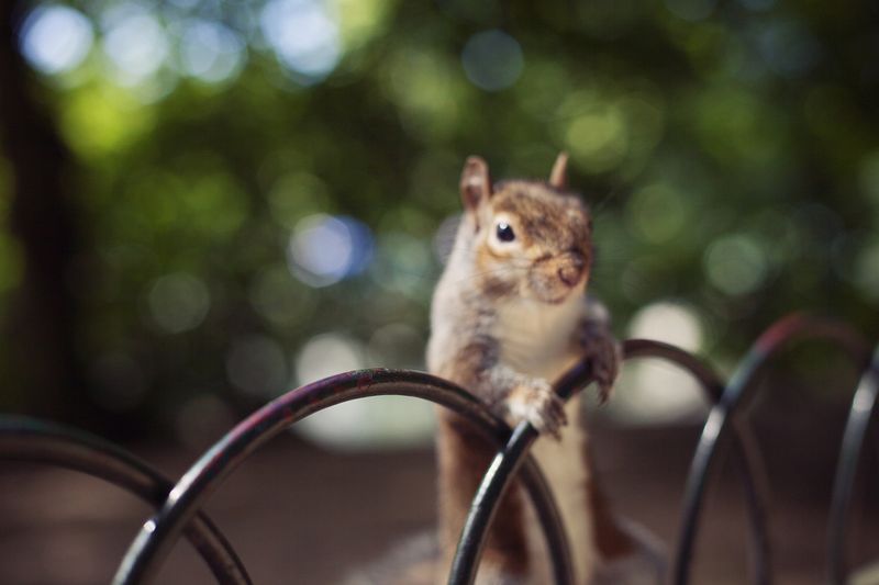 Squirrel5web Squirrel5web