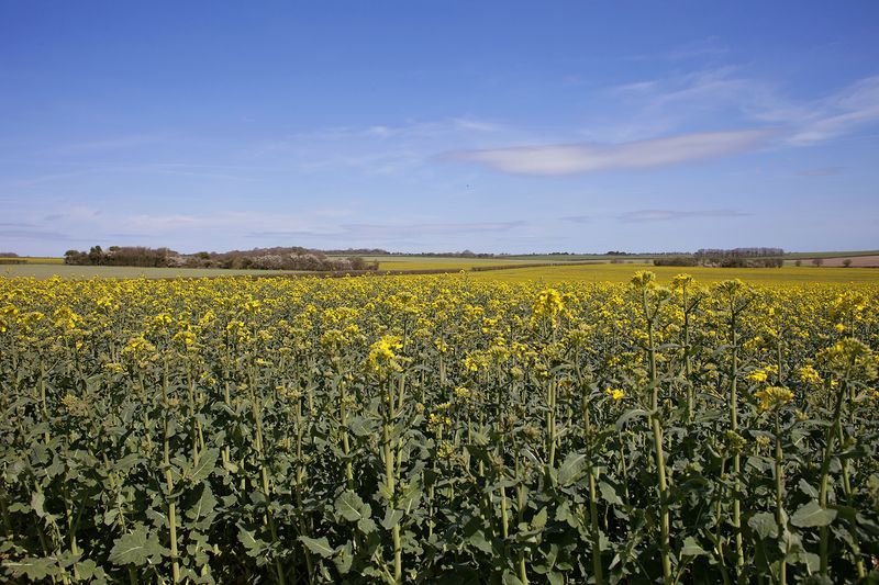 Rapeseedweb Rapeseedweb