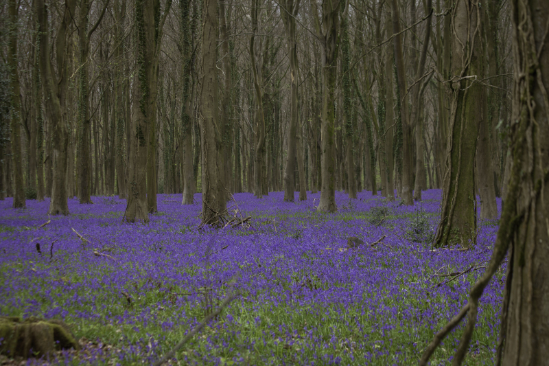 Bluebellwoods Bluebellwoods