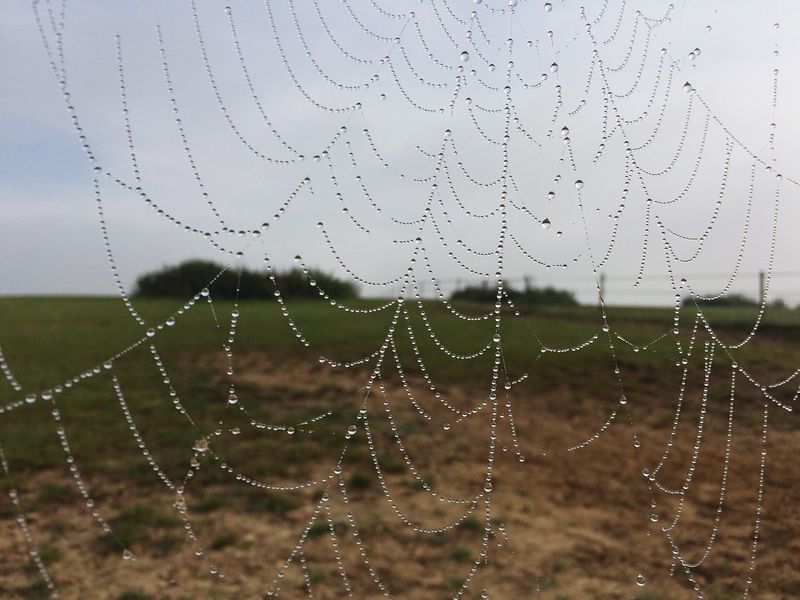 Dewweb Dewweb