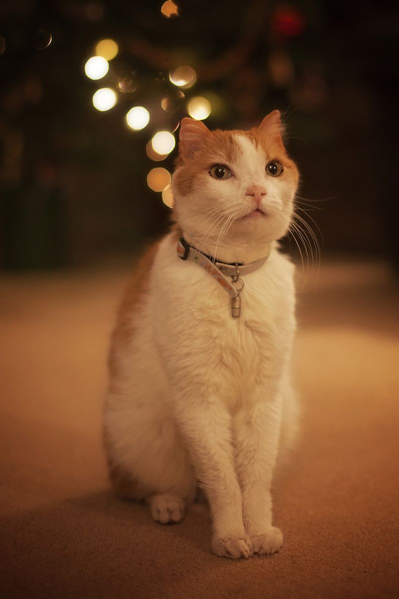 Hugocatweb Hugocatweb