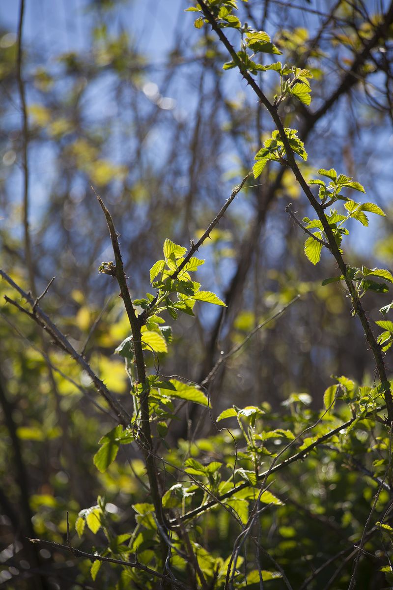 Bramblegreenweb Bramblegreenweb