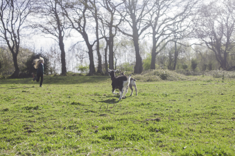 Daisyrungoats Daisyrungoats