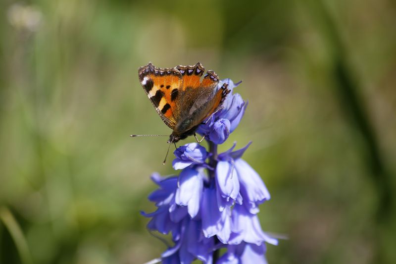 Butterflybluebellweb Butterflybluebellweb