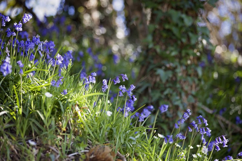Bluebellsweb Bluebellsweb