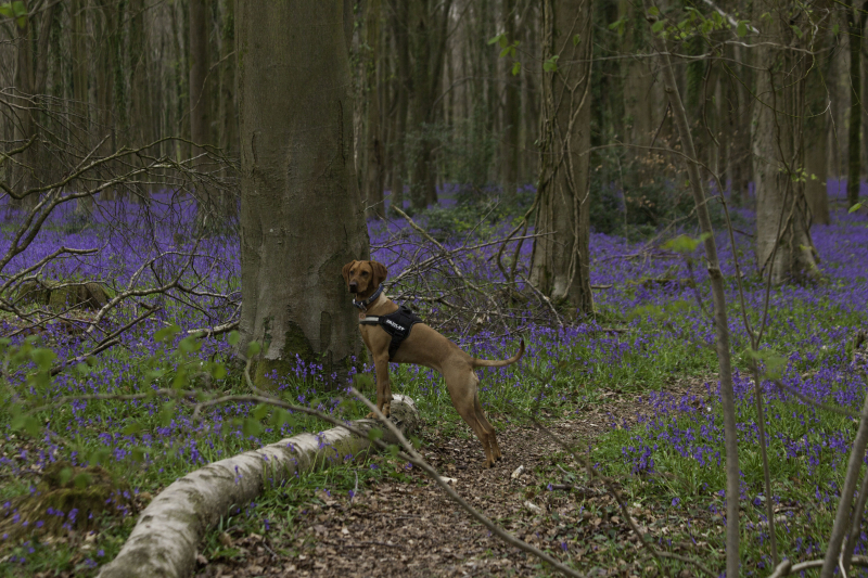 Winniebluebellwalk Winniebluebellwalk