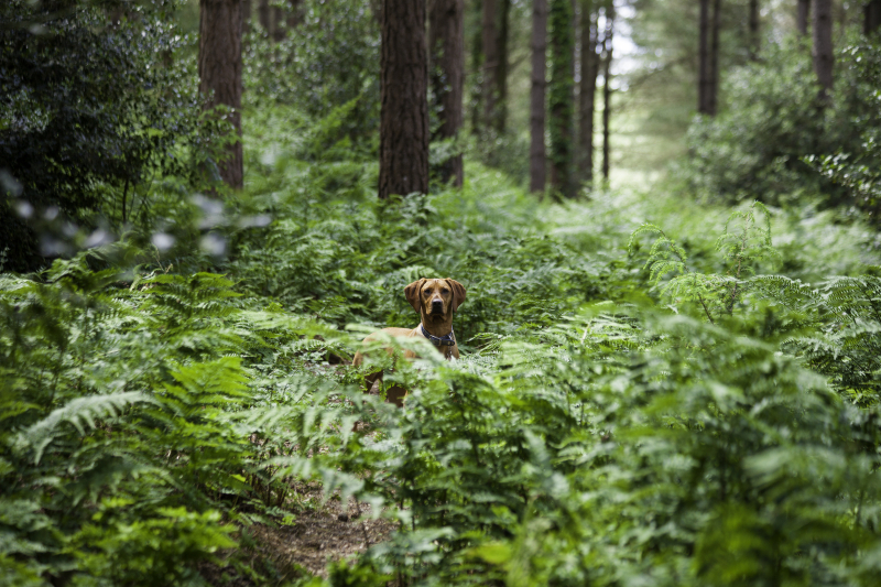 _MG_5964 _MG_5964