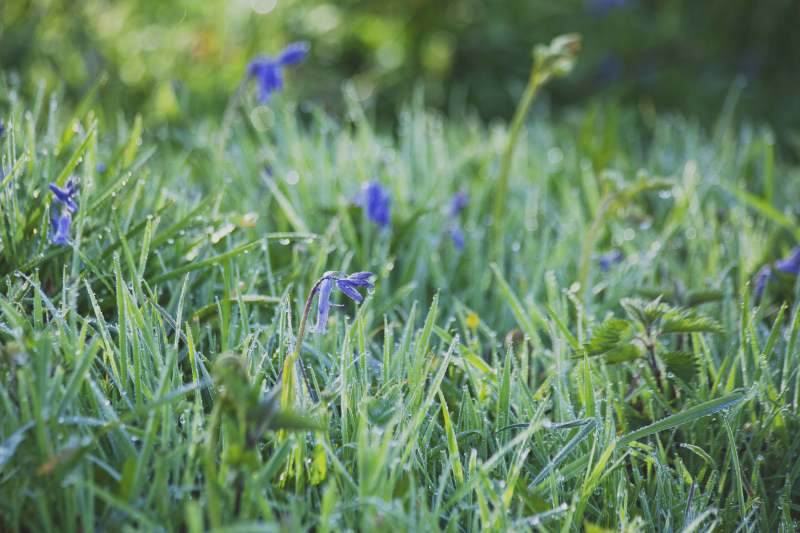 Bluebells