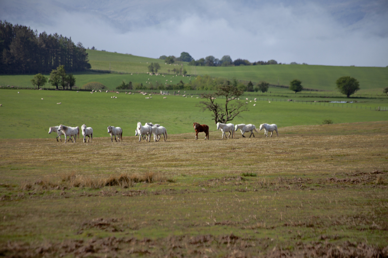 Welshponies