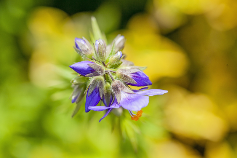 Purpleflower