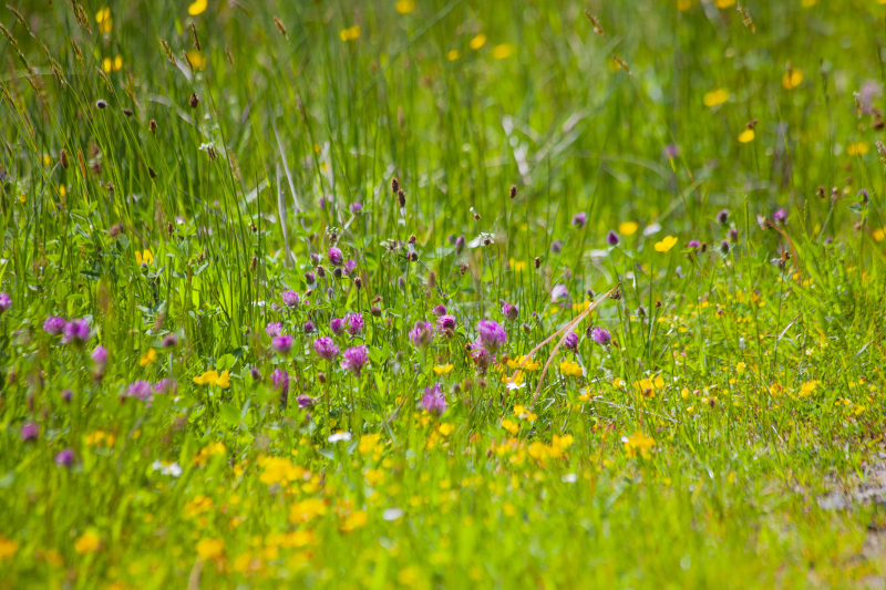 Meadowgrassweb