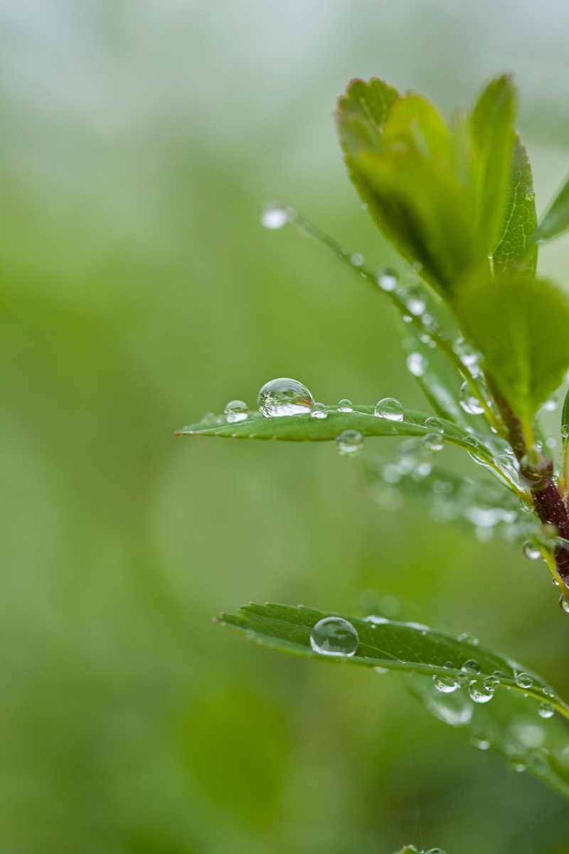 Wetleaves