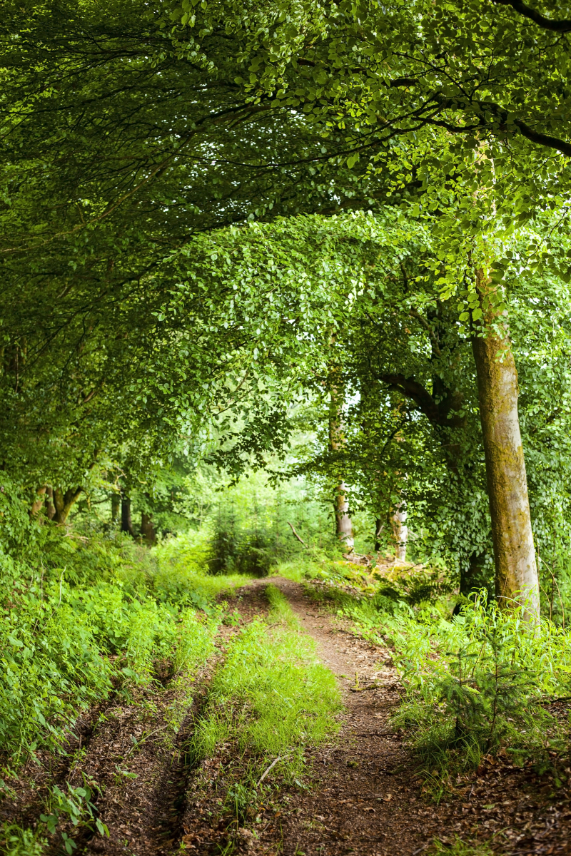 Forestwalk