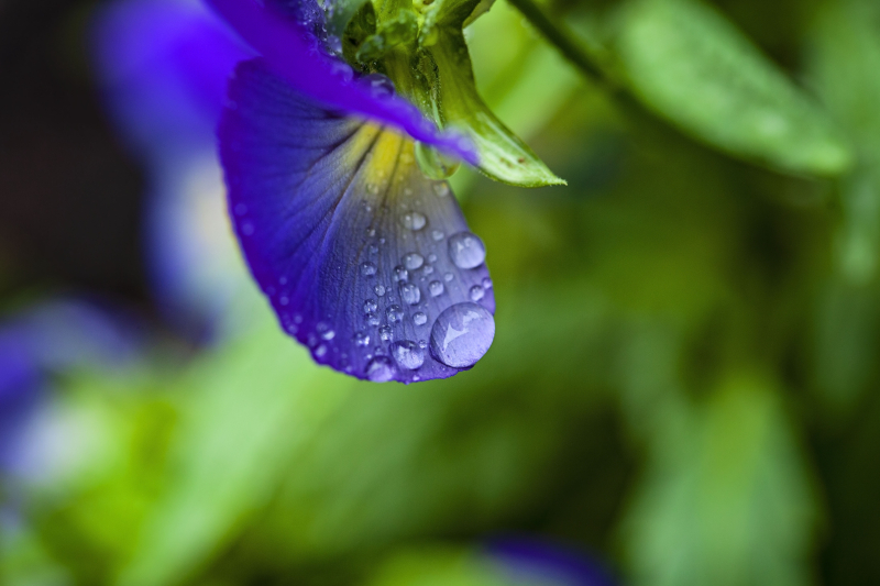 Rainypansy