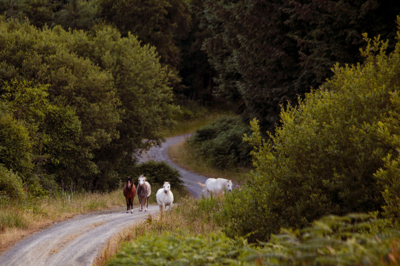 Welshponies