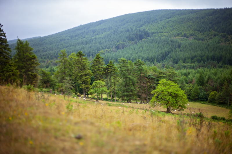 Sheepgrazing