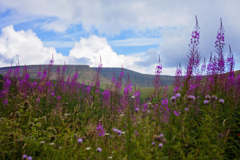 Purplewithvalleyviews