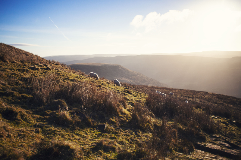 Sheepmountainside