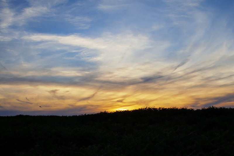 Birdfernsunset