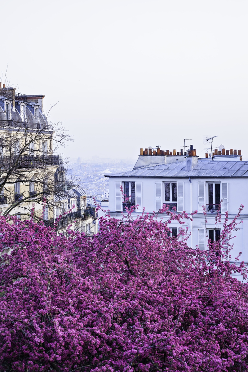 Blossomparis