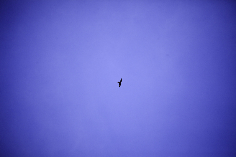 Kite