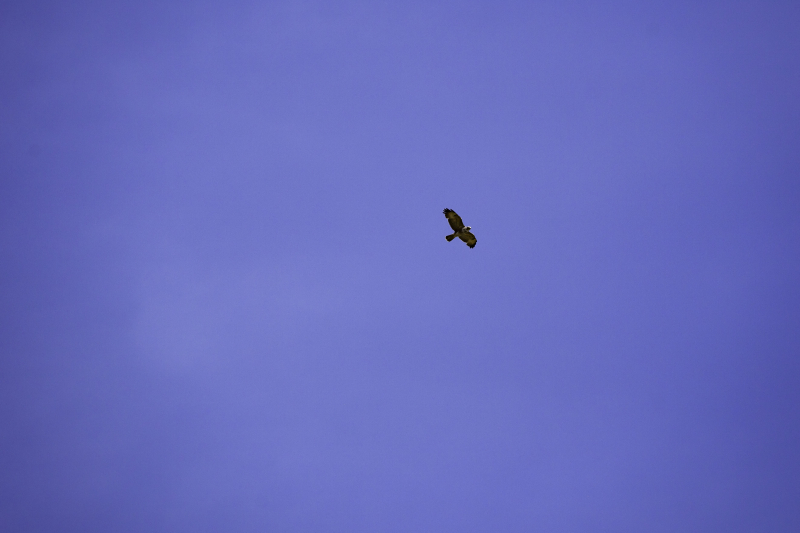 Buzzard