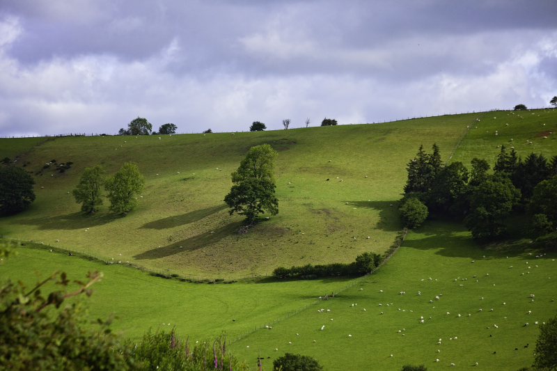 Oakhillside