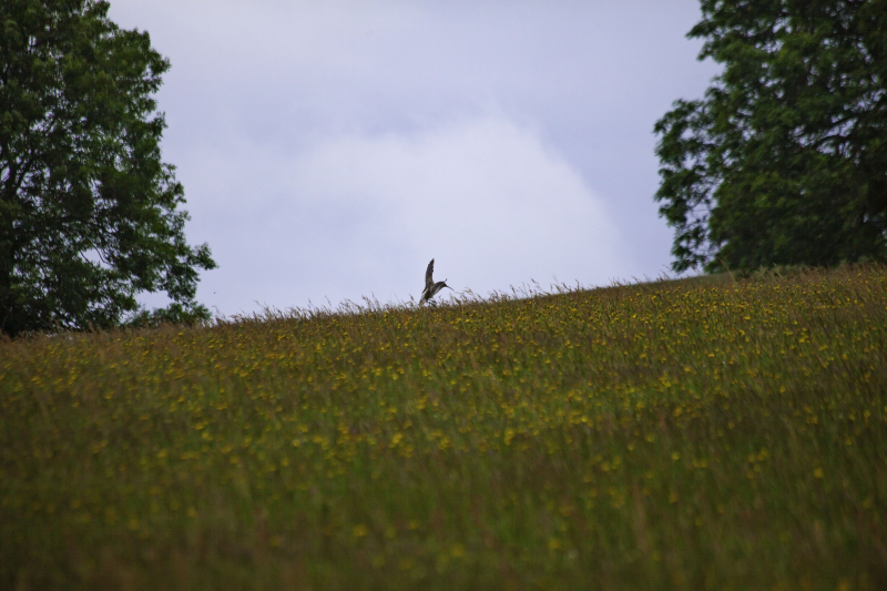 Curlewflying Curlewflying