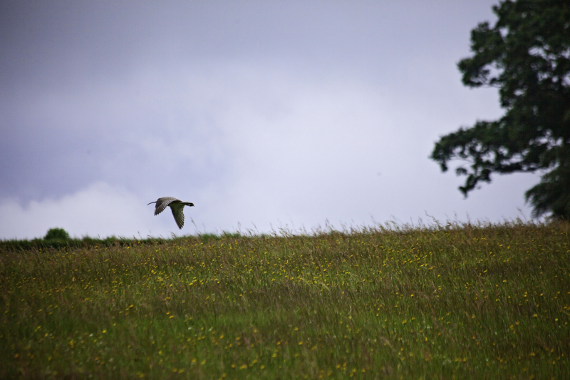 Curlewflying Curlewflying