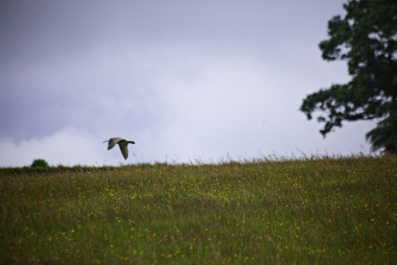 Curlewflying