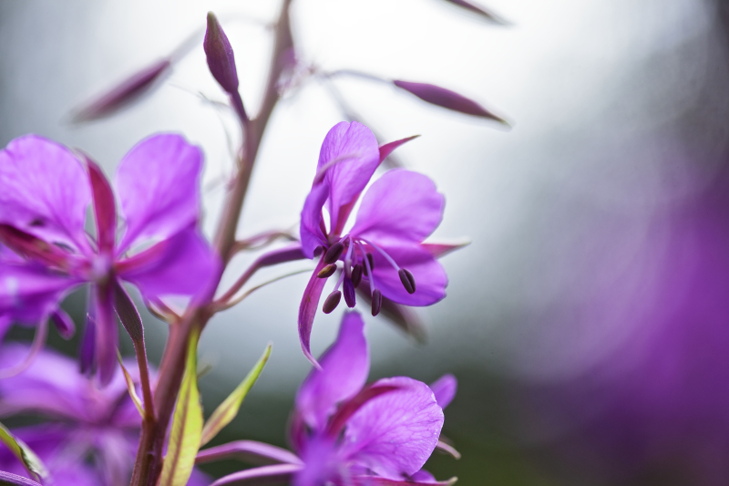 Willowherbmacro