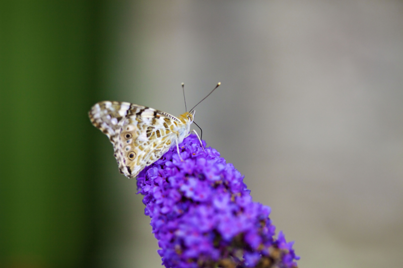 Willowherbmacro